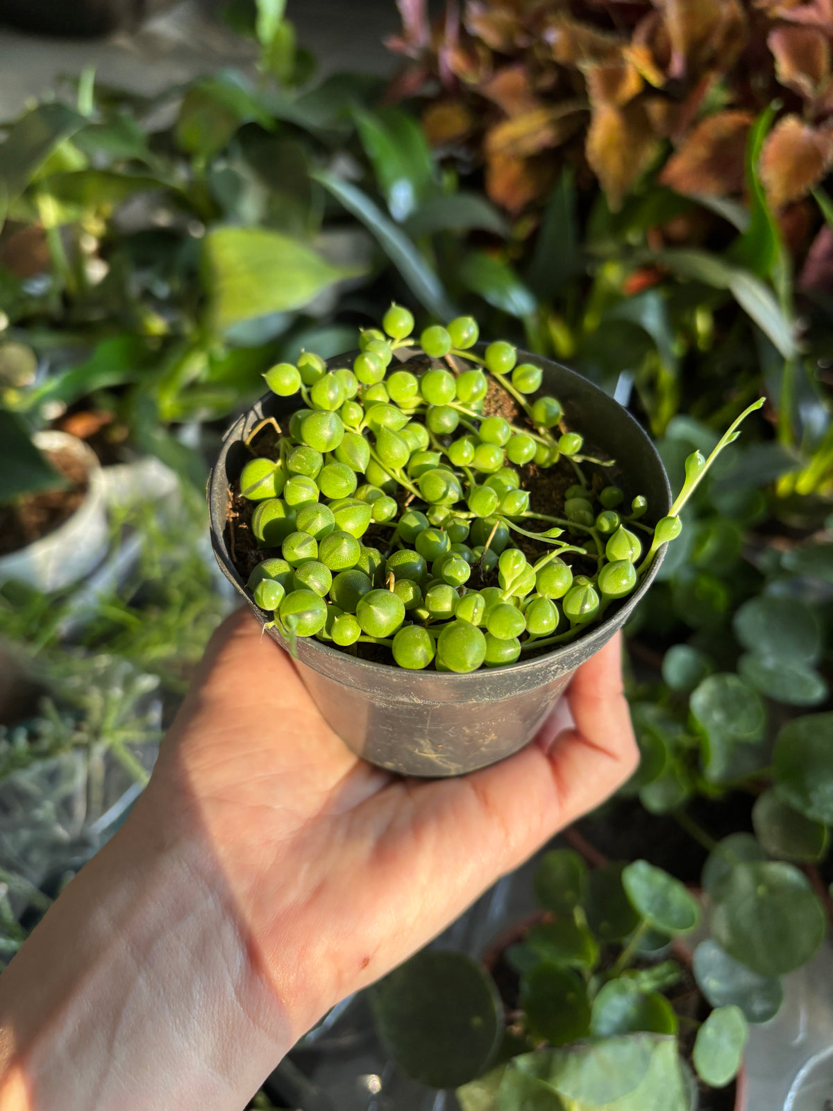Rosário ou Colar-de-pérolas (Curio rowleyanus)