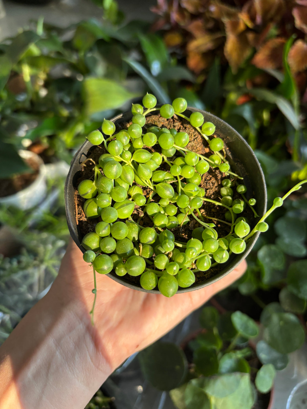 Rosário ou Colar-de-pérolas (Curio rowleyanus)