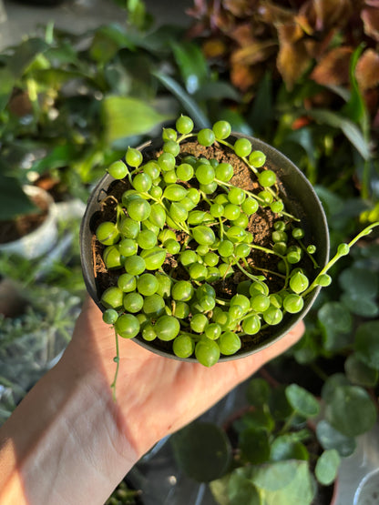 Rosário ou Colar-de-pérolas (Curio rowleyanus)