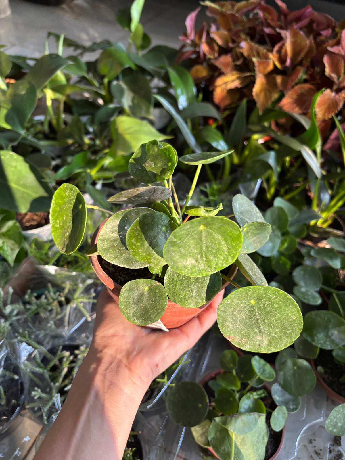 Pilea Peperomioides
