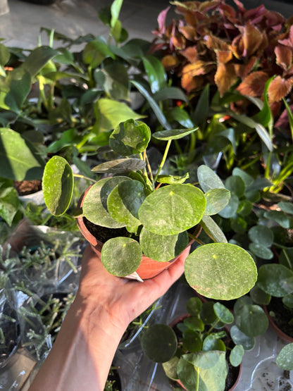 Pilea Peperomioides