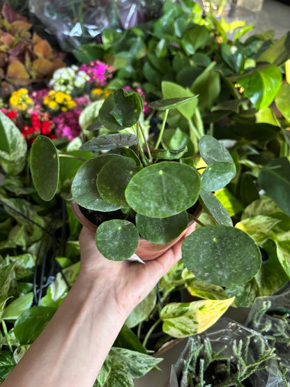 Pilea Peperomioides