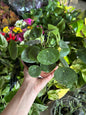 Pilea Peperomioides