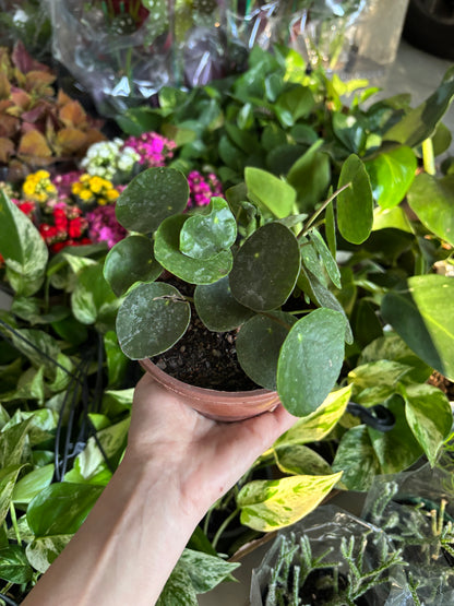 Pilea Peperomioides