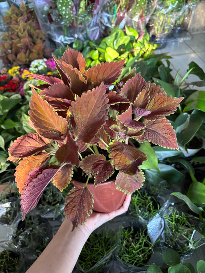 Coleus 'Campfire' (Coleus scutellarioides)