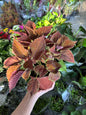 Coleus 'Campfire' (Coleus scutellarioides)
