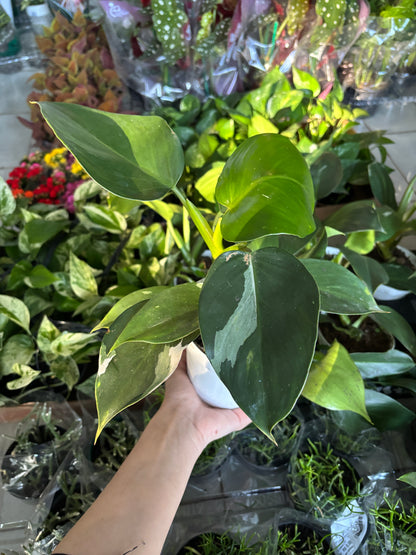 Filodendro white wizard (pouca variegação)