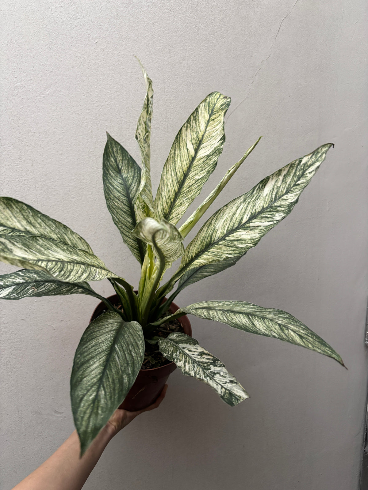 Spathiphilum Sensation Variegata Lirio Da Paz