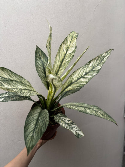 Spathiphilum Sensation Variegata Lirio Da Paz