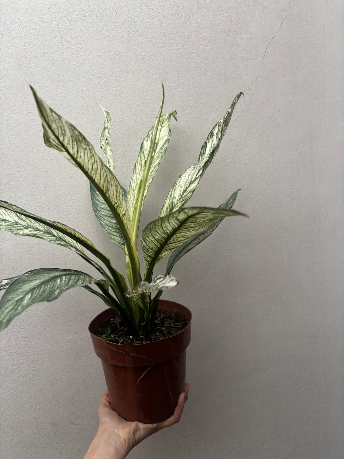 Spathiphilum Sensation Variegata Lirio Da Paz