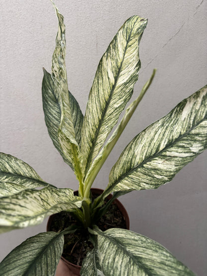 Spathiphilum Sensation Variegata Lirio Da Paz