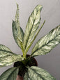 Spathiphilum Sensation Variegata Lirio Da Paz