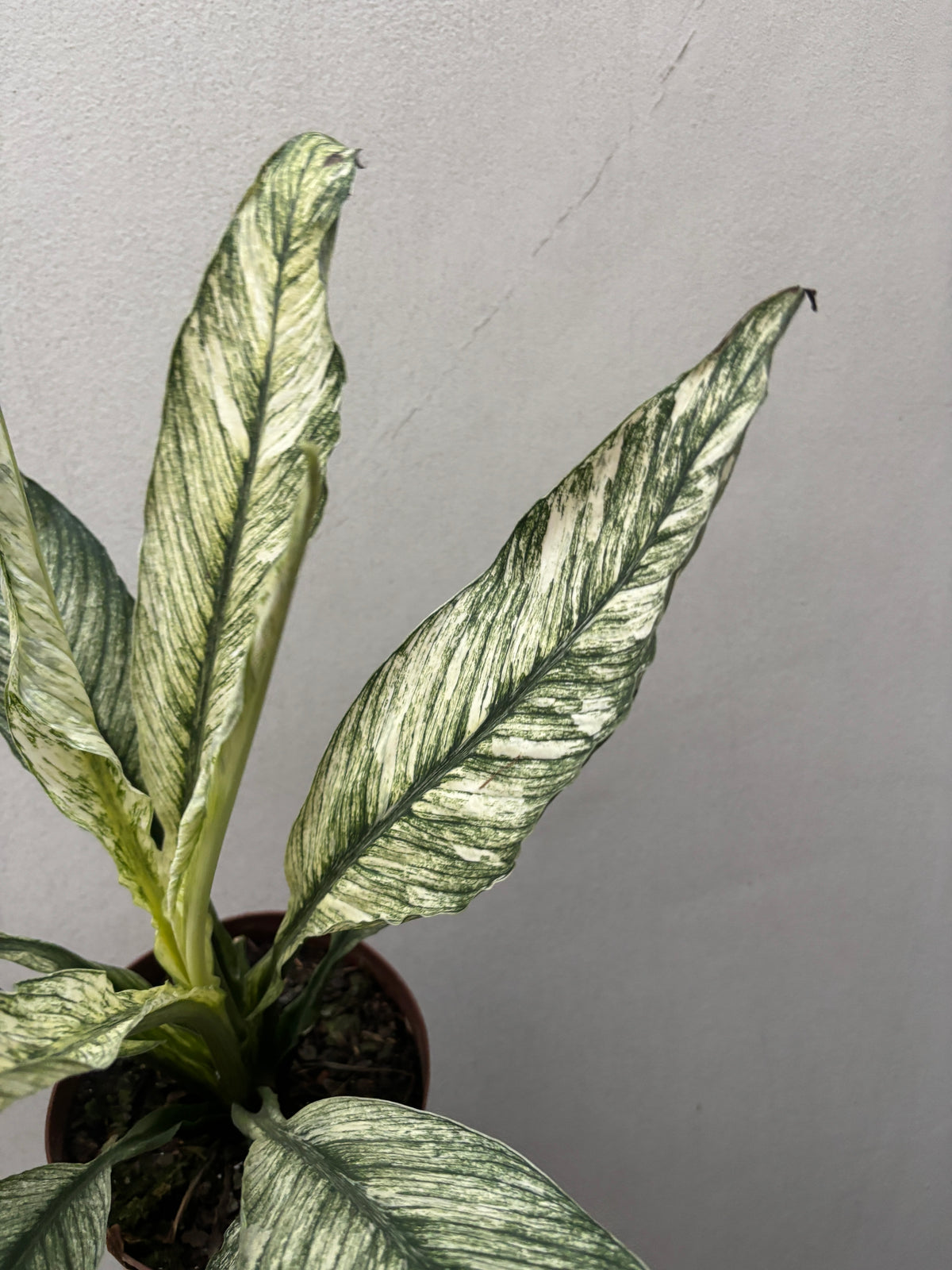 Spathiphilum Sensation Variegata Lirio Da Paz