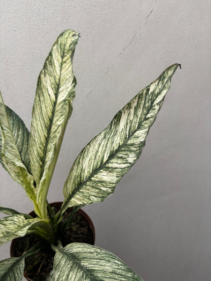 Spathiphilum Sensation Variegata Lirio Da Paz