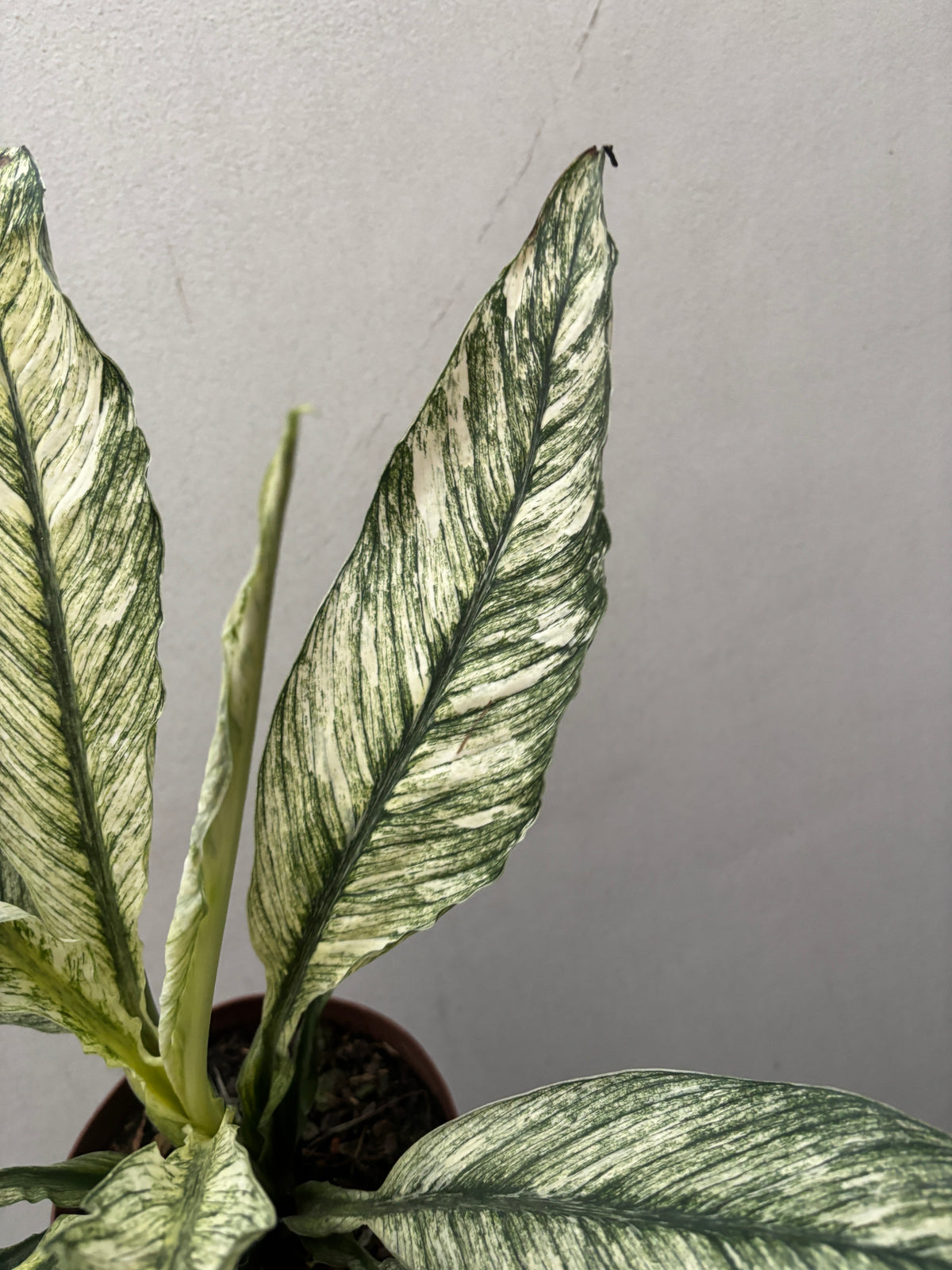 Spathiphilum Sensation Variegata Lirio Da Paz