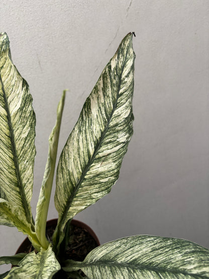 Spathiphilum Sensation Variegata Lirio Da Paz