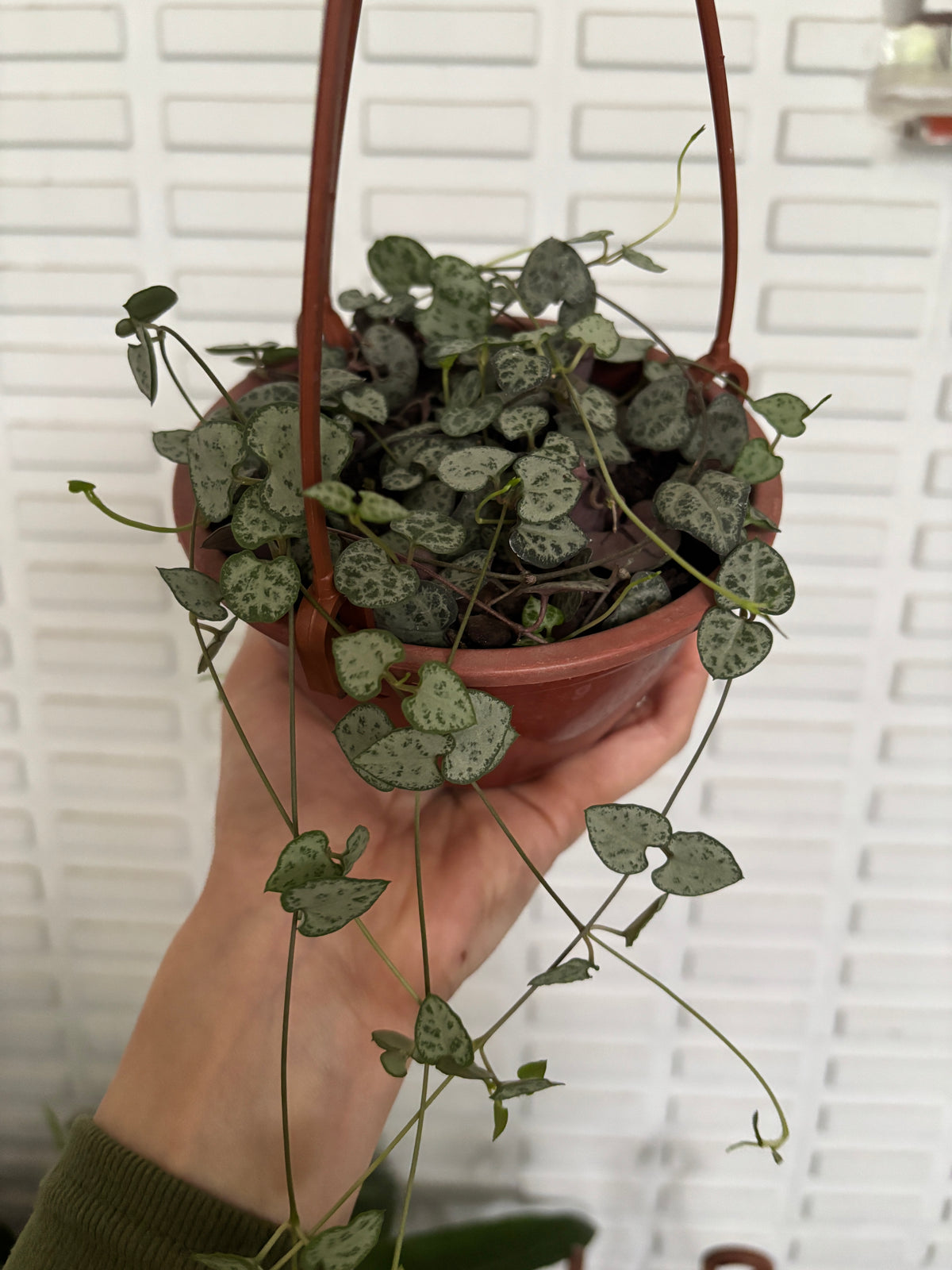 Ceropegia Woodii Coração emaranhado