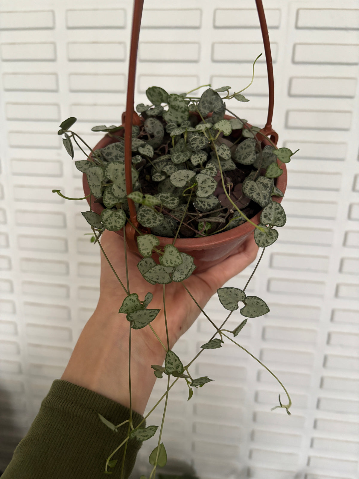 Ceropegia Woodii Coração emaranhado