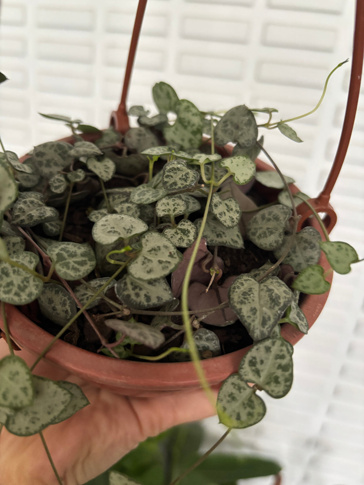 Ceropegia Woodii Coração emaranhado