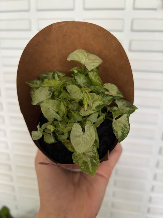 Singônio Mini Pixie