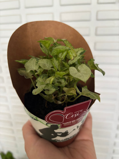 Singônio Mini Pixie