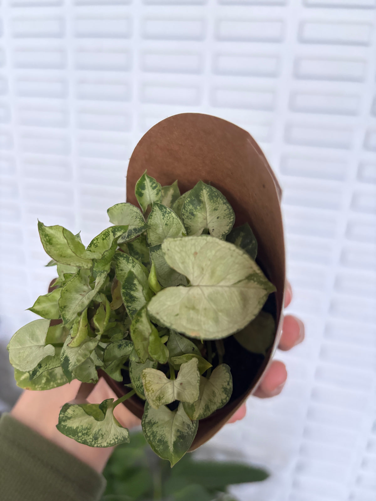 Singônio Mini Pixie