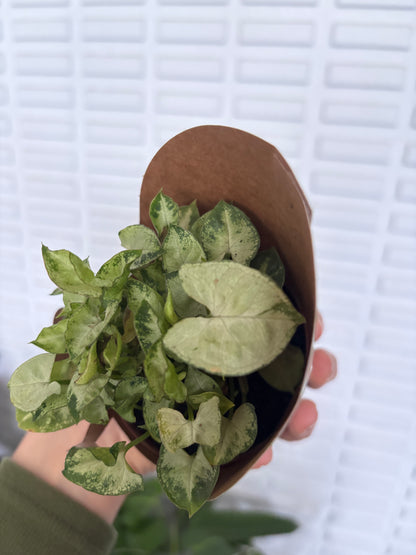 Singônio Mini Pixie