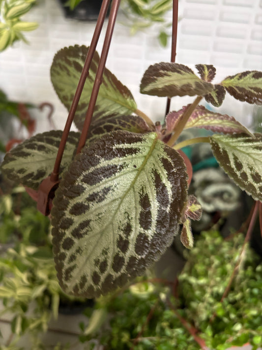 Episcia ou Tapete de rainha variado