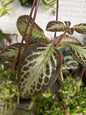 Episcia ou Tapete de rainha variado