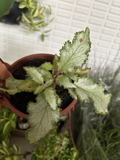 Episcia ou Tapete de rainha variado