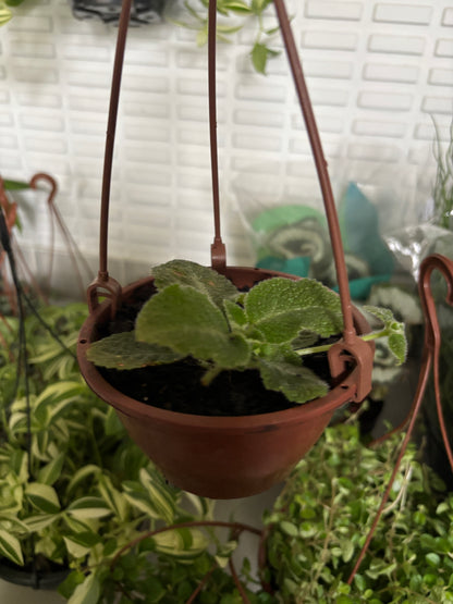 Episcia ou Tapete de rainha variado