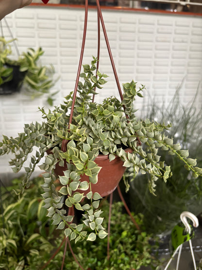Dischidia Million Hearts Variegata