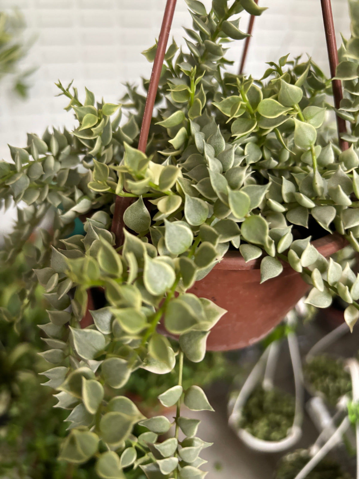 Dischidia Million Hearts Variegata