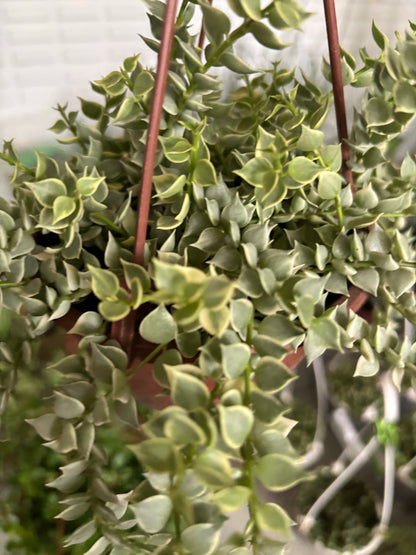 Dischidia Million Hearts Variegata