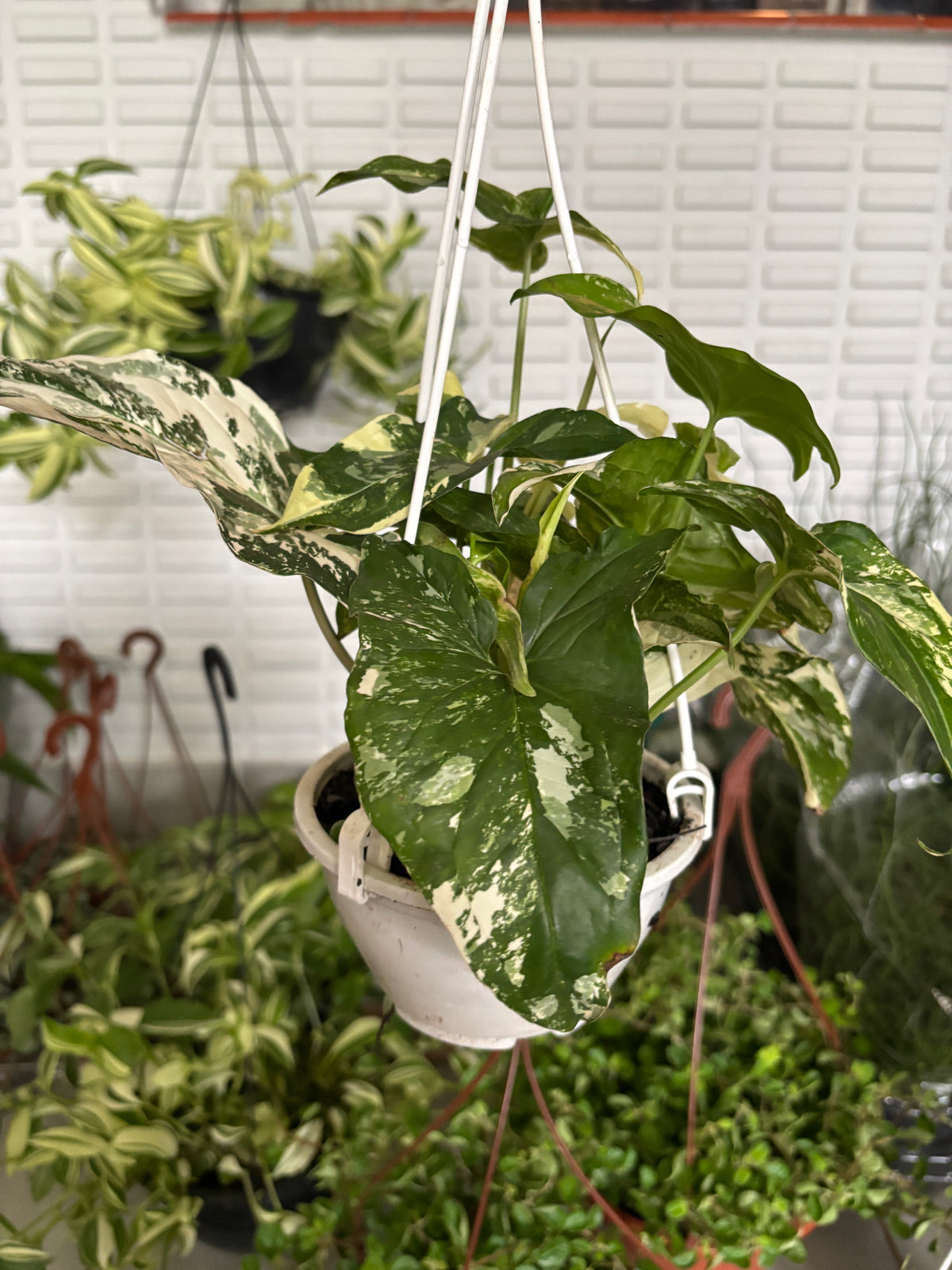 Singônio Variegata