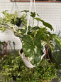 Singônio Variegata