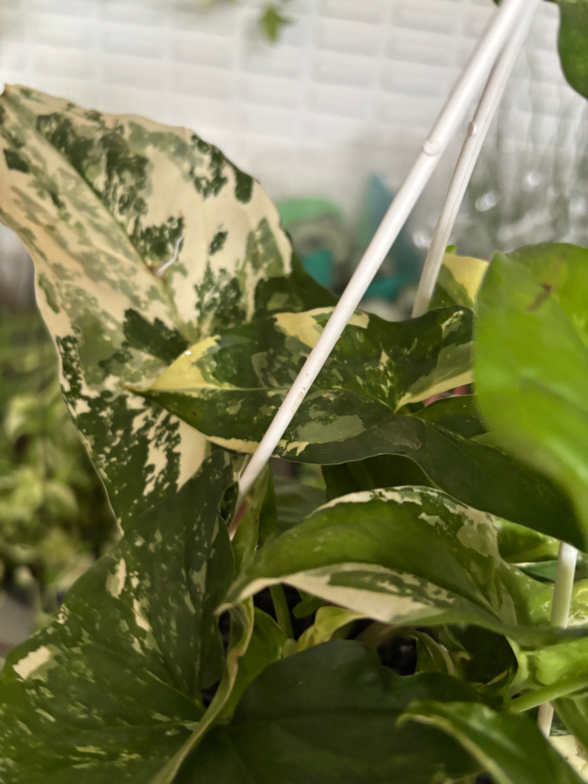 Singônio Variegata