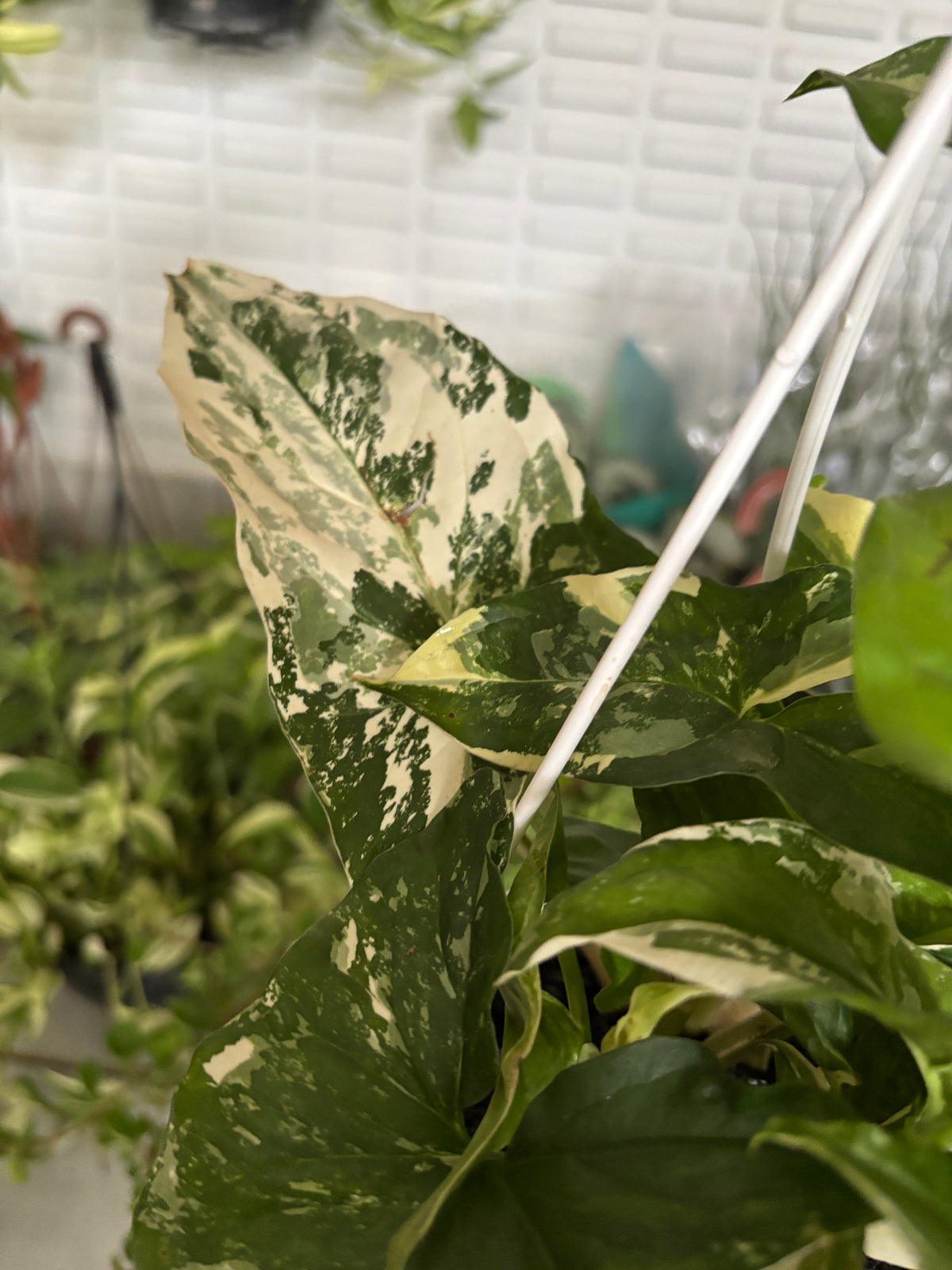 Singônio Variegata