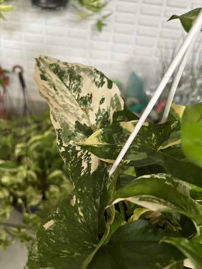 Singônio Variegata