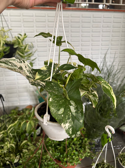 Singônio Variegata