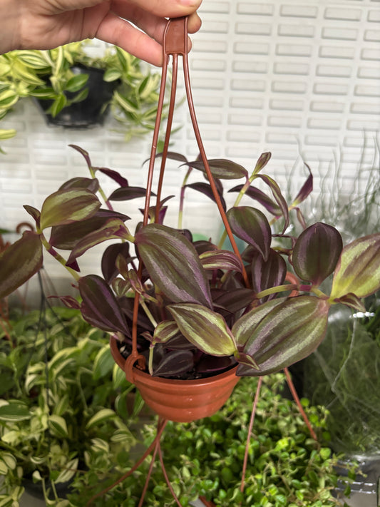 Lambari Roxo ou Tradescantia Zebrina Roxo