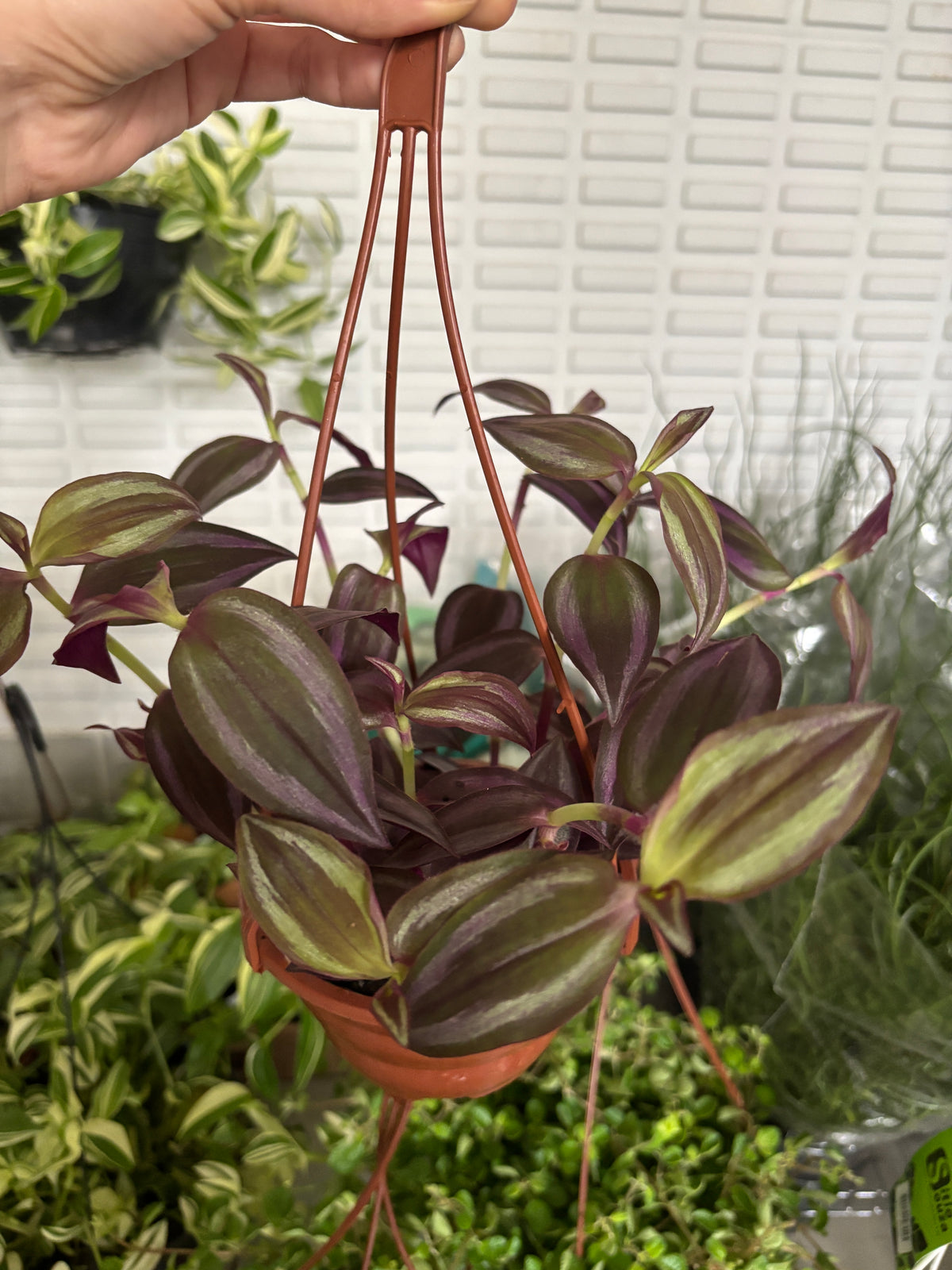 Lambari Roxo ou Tradescantia Zebrina Roxo
