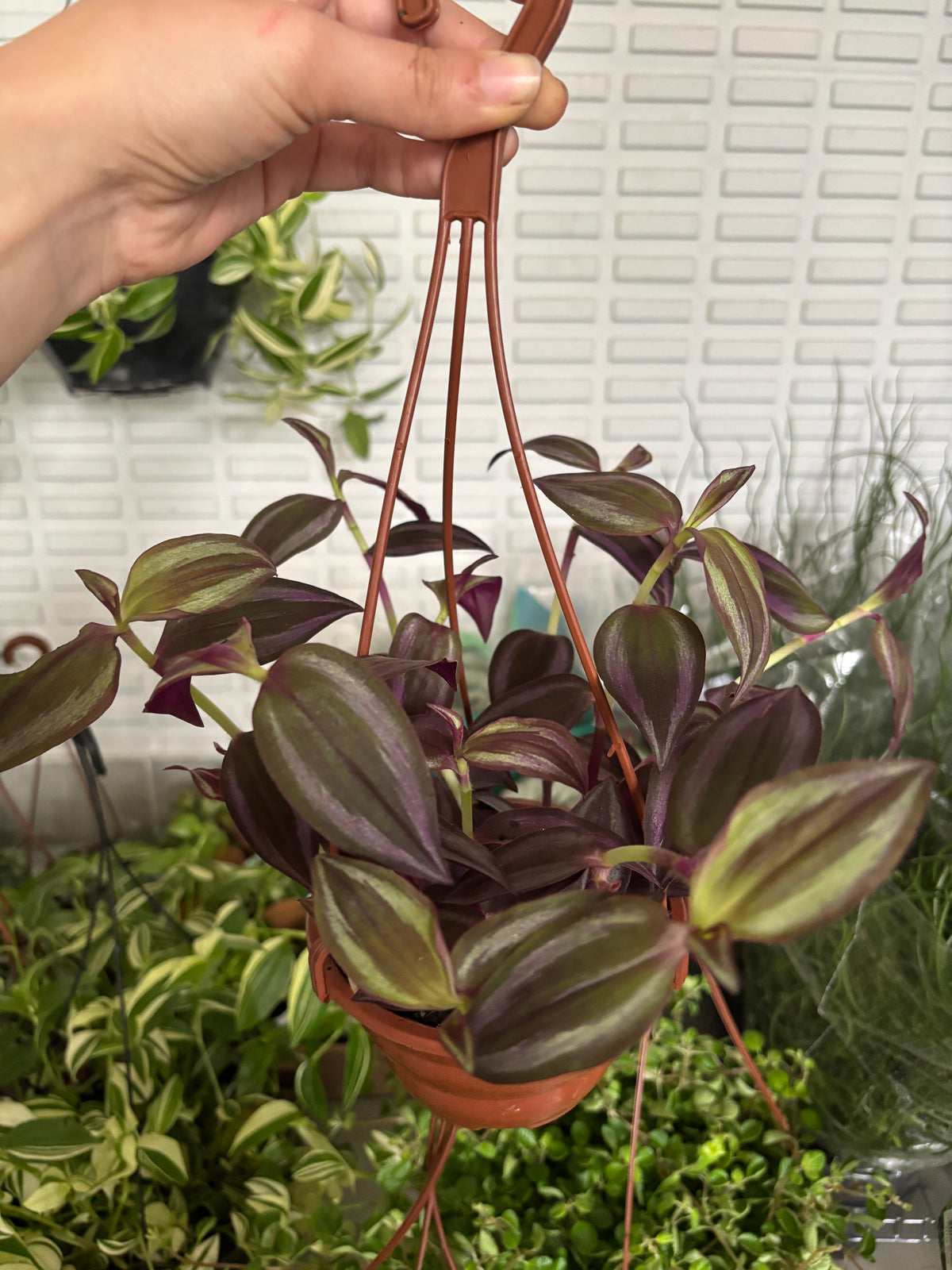 Lambari Roxo ou Tradescantia Zebrina Roxo