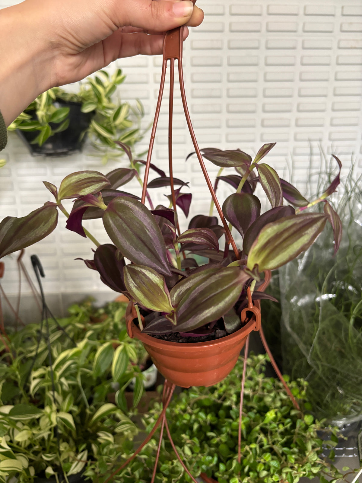 Lambari Roxo ou Tradescantia Zebrina Roxo