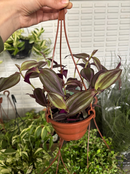 Lambari Roxo ou Tradescantia Zebrina Roxo