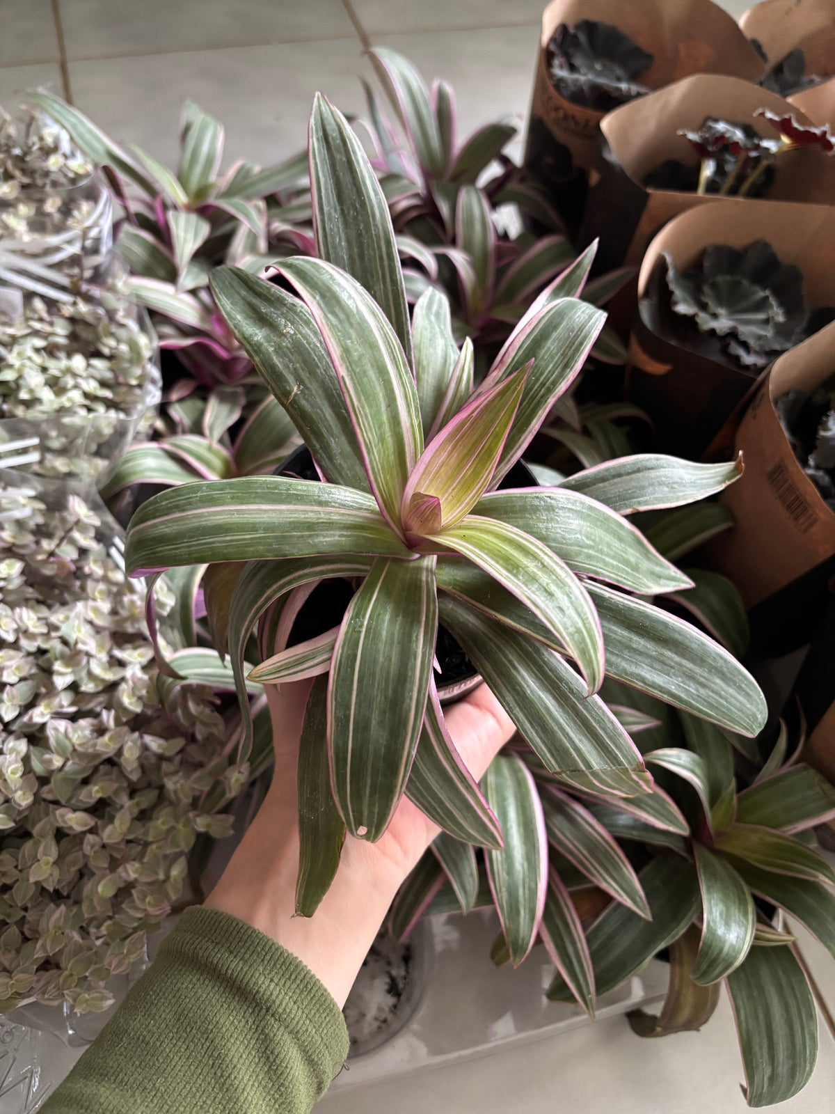 Tradescantia Spathacea Abacaxi roxo