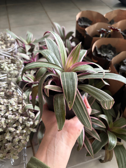 Tradescantia Spathacea Abacaxi roxo