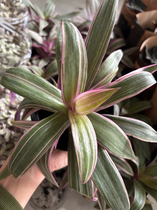 Tradescantia Spathacea Abacaxi roxo