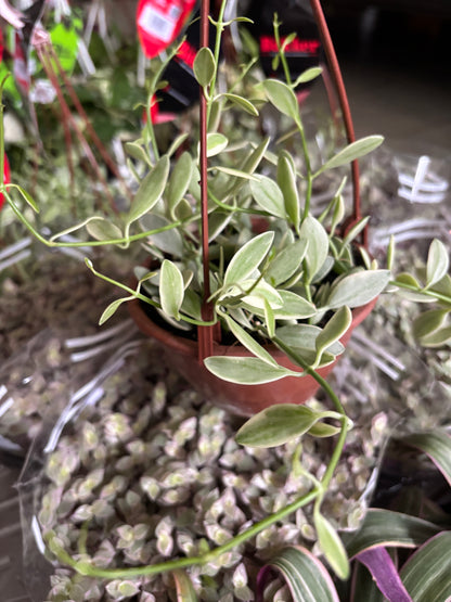 Dischidia Oiantha Variegata