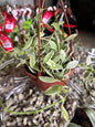 Dischidia Oiantha Variegata